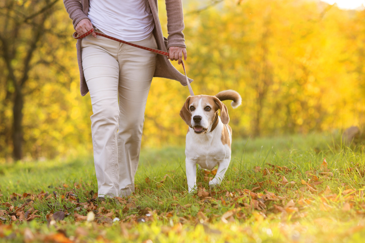 Dog friendly walking routes Warrington