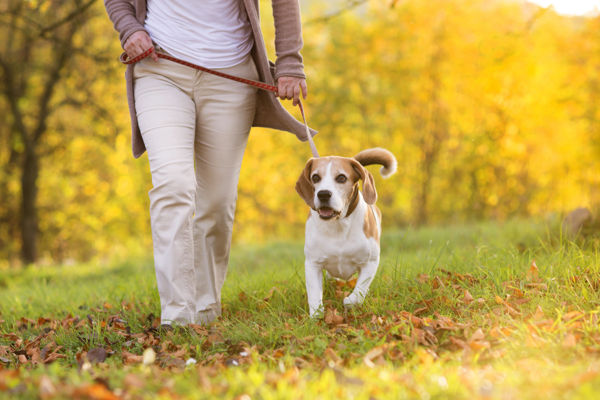 Dog friendly walking routes Warrington.